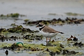 Ringed plover - A